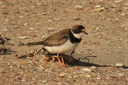 Semipalmated Plover - ML180295181