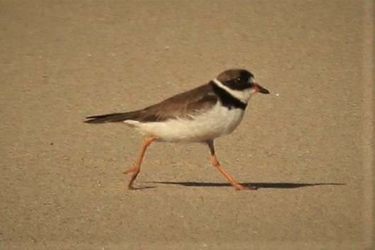 Semipalmated Plover - ML180295191