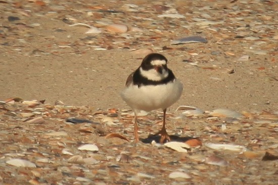 Semipalmated Plover - ML180295201