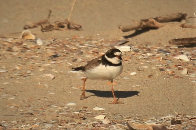 Semipalmated Plover - ML180295211
