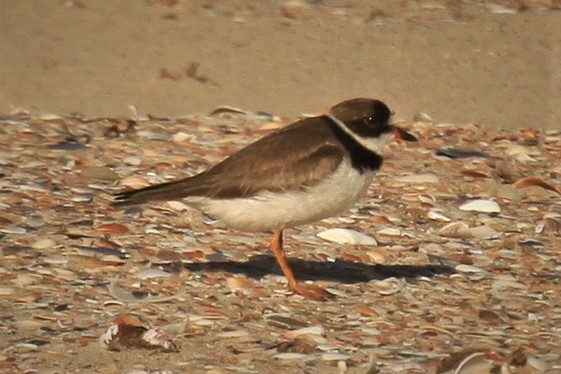 Semipalmated Plover - ML180295221