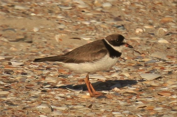 Semipalmated Plover - ML180295231