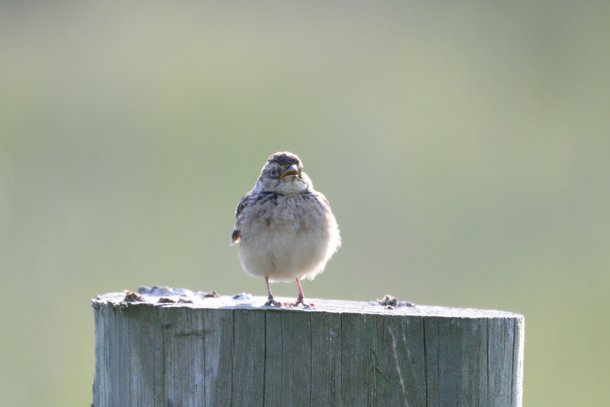 Singing Bushlark (Australasian) - ML180299801