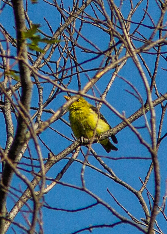 Scarlet Tanager - ML180301251