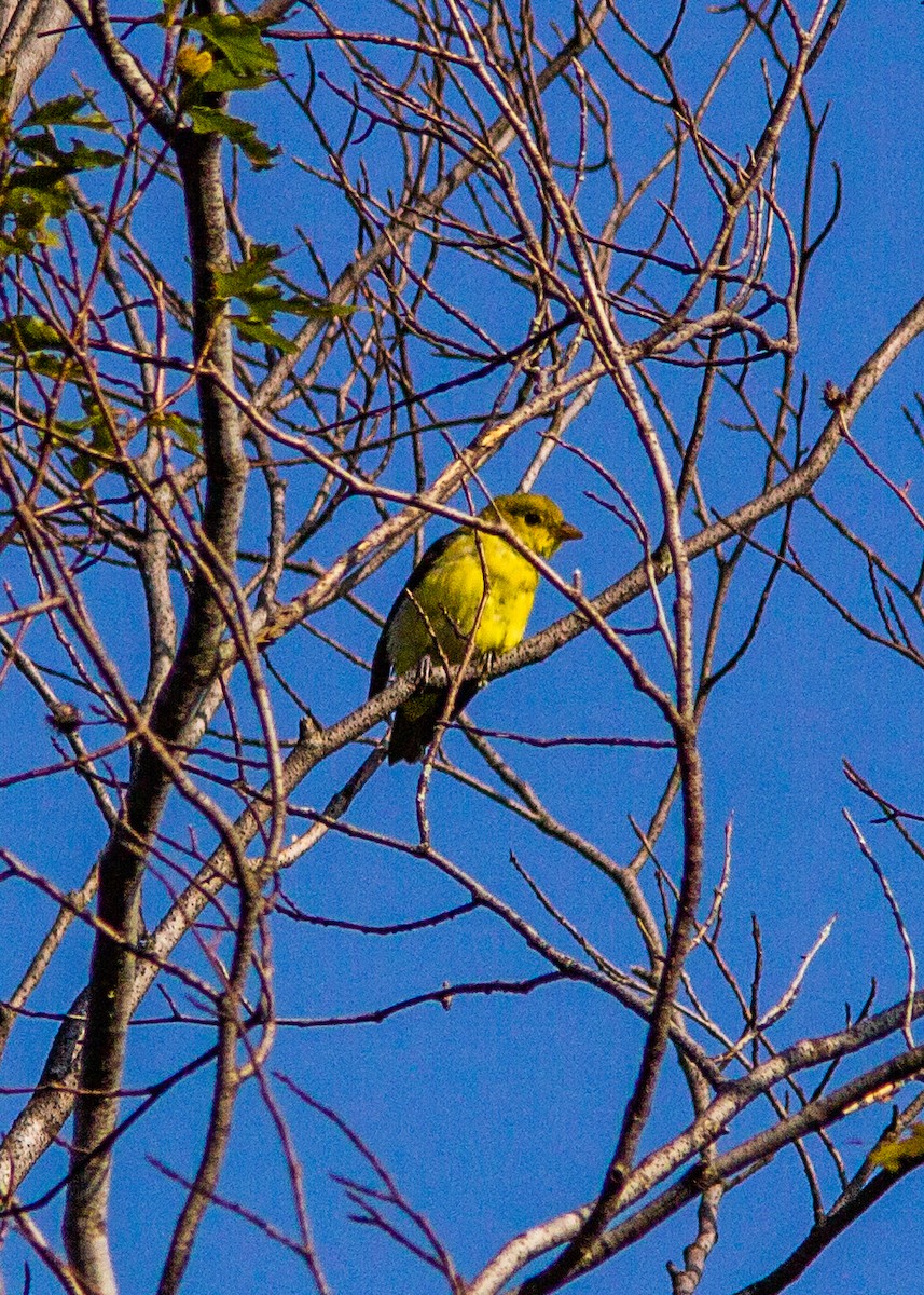 Scarlet Tanager - ML180301261