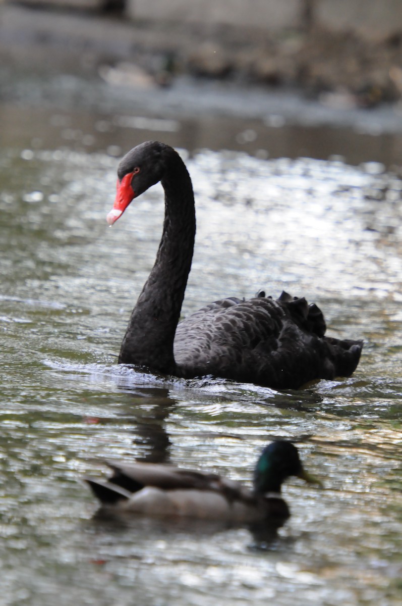 Black Swan - Luc Girard