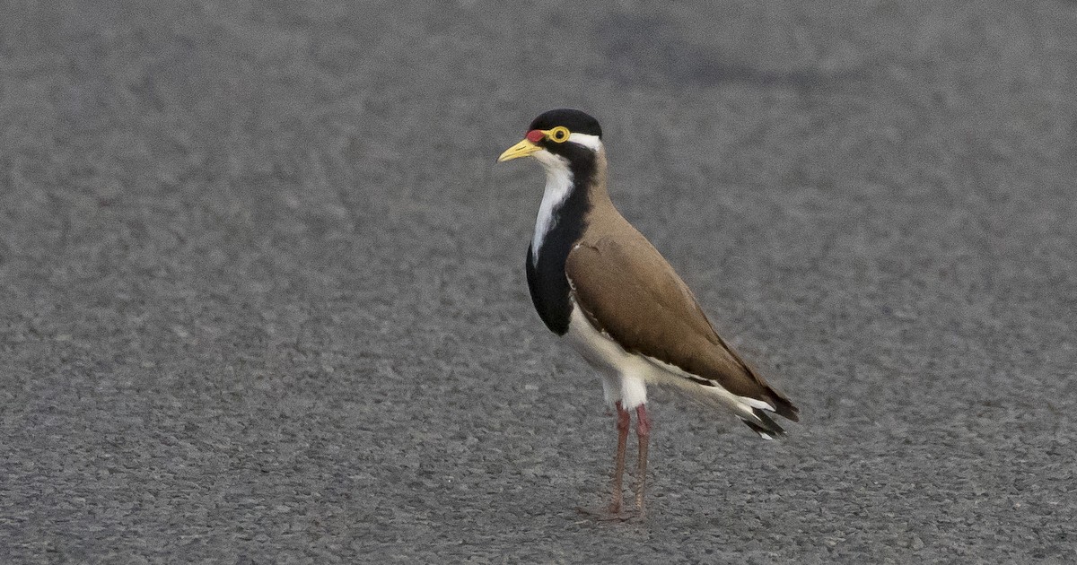 Banded Lapwing - ML180305941