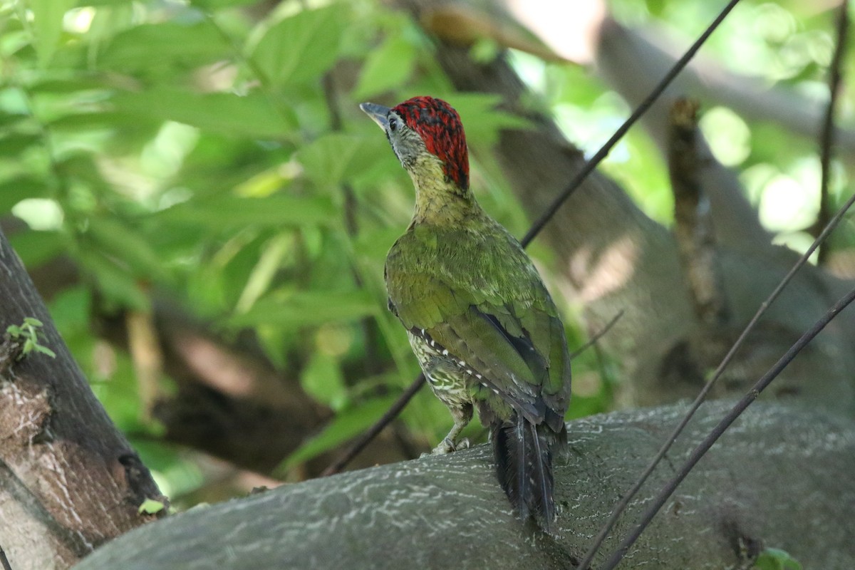 Laced Woodpecker - William Mahoney