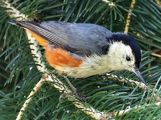  - White-cheeked Nuthatch