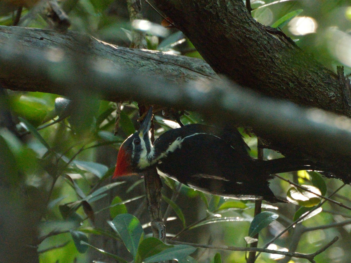 Pileated Woodpecker - Bente Torvund