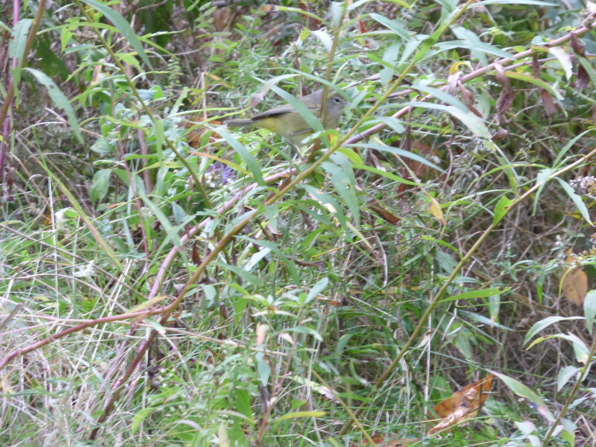 Orange-crowned Warbler - ML180311871