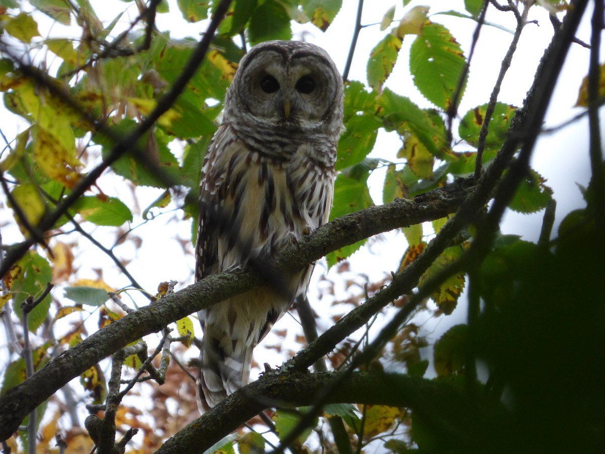 Barred Owl - Bill Crins
