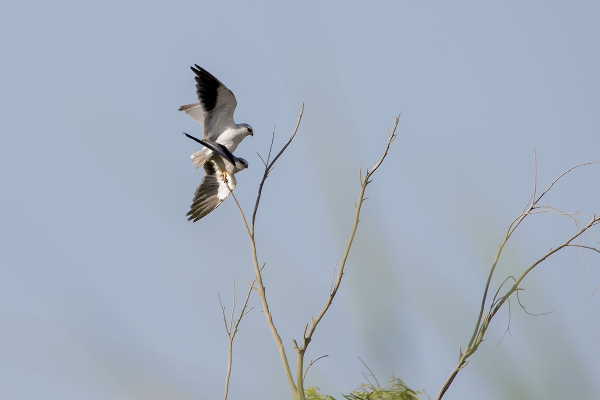 Black-winged Kite - Brunmart  Balcoba