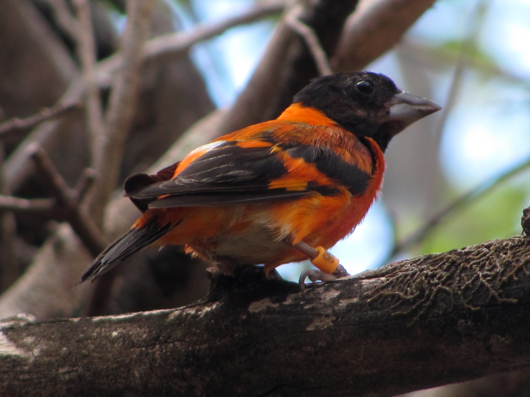 Red Siskin - J. Quillen  Vidoz