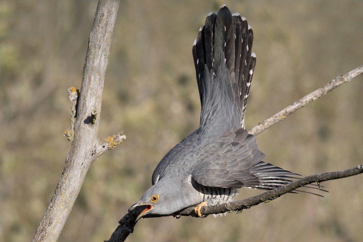Common Cuckoo - Miguel Rouco