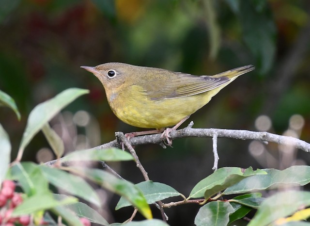 Formative Connecticut Warbler, probably female - Connecticut Warbler - 