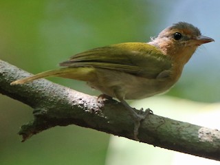  - Buff-cheeked Greenlet