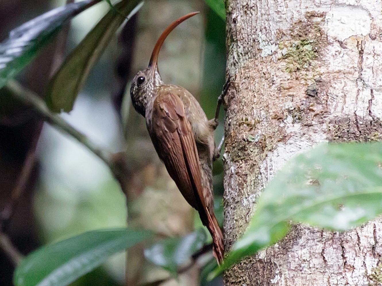 Curve-billed Scythebill - Silvia Faustino Linhares