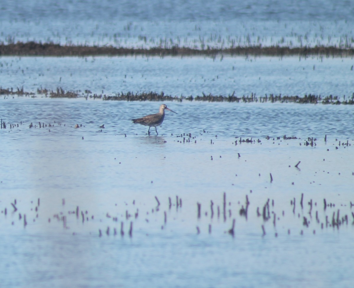 EBird Checklist - 4 Oct 2019 - Edwin B. Forsythe NWR--Bayshore Dr ...