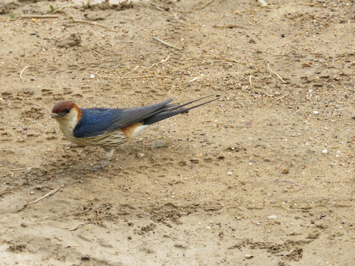Greater Striped Swallow - ML180338271
