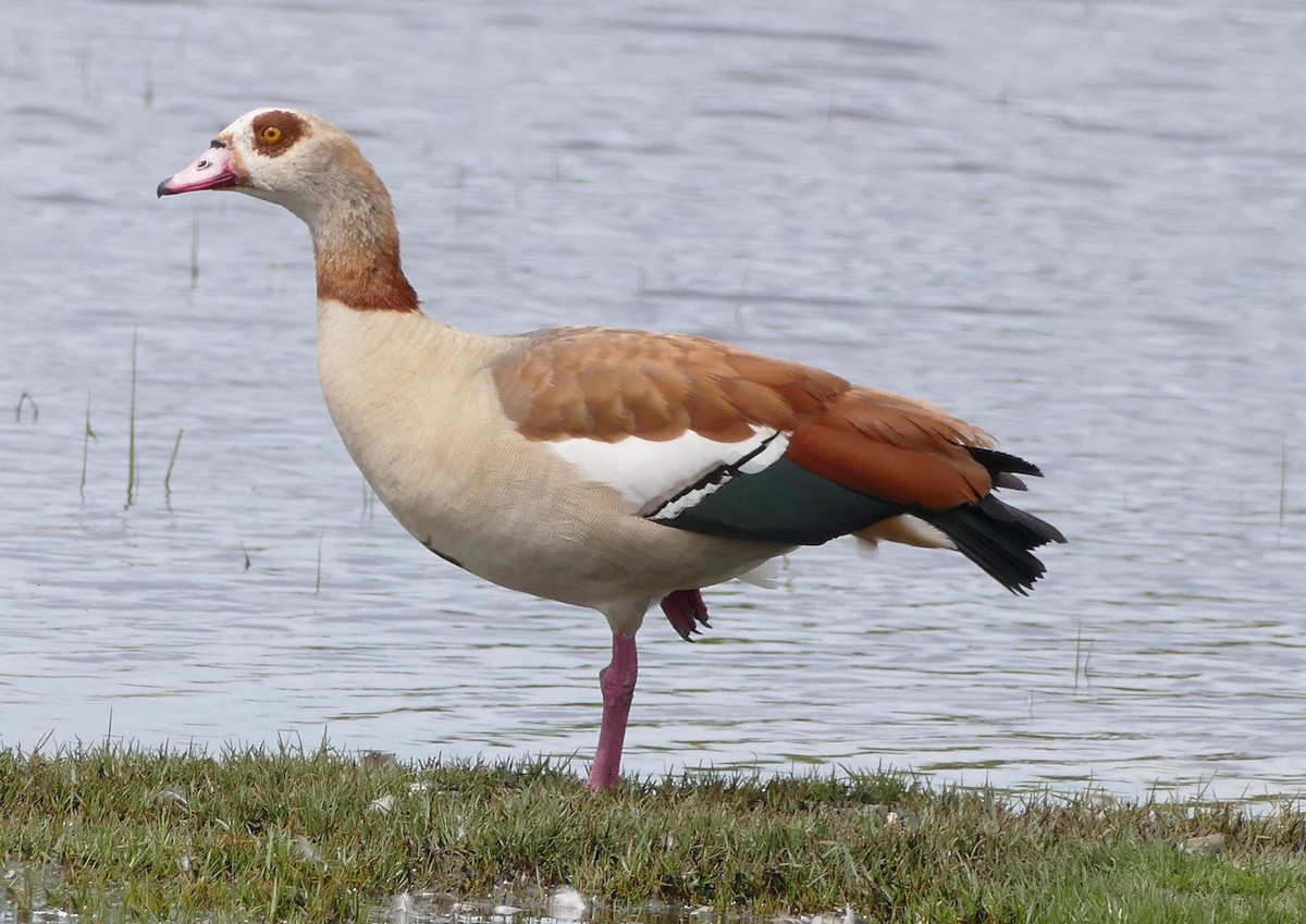 Egyptian Goose - Andreas Hess