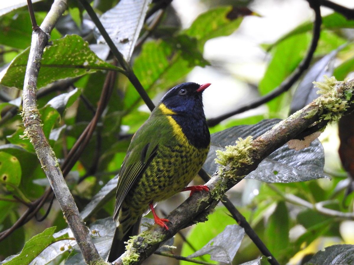 Band-tailed Fruiteater - ML180345091