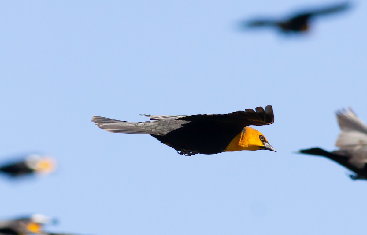 Yellow-headed Blackbird - Nick Pulcinella