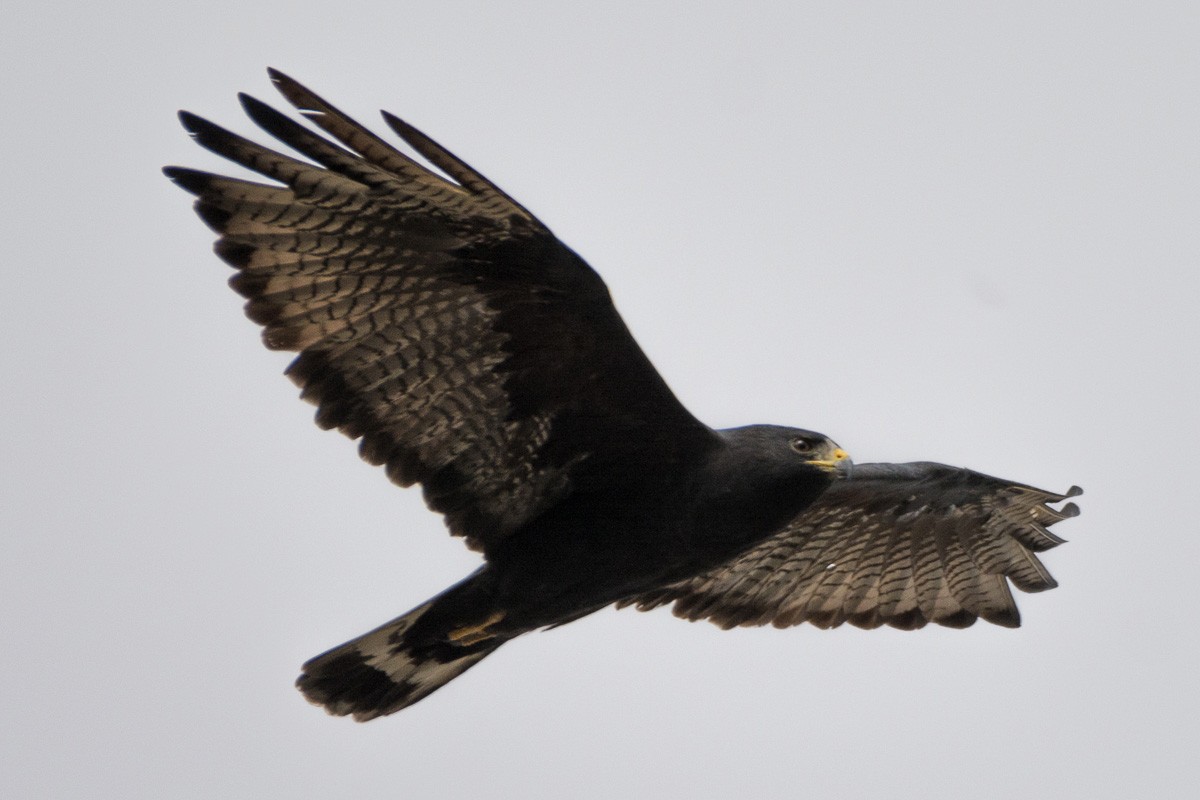 Zone-tailed Hawk - Juan Miguel Artigas Azas