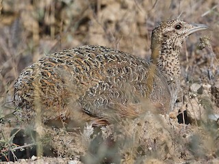  - Ornate Tinamou