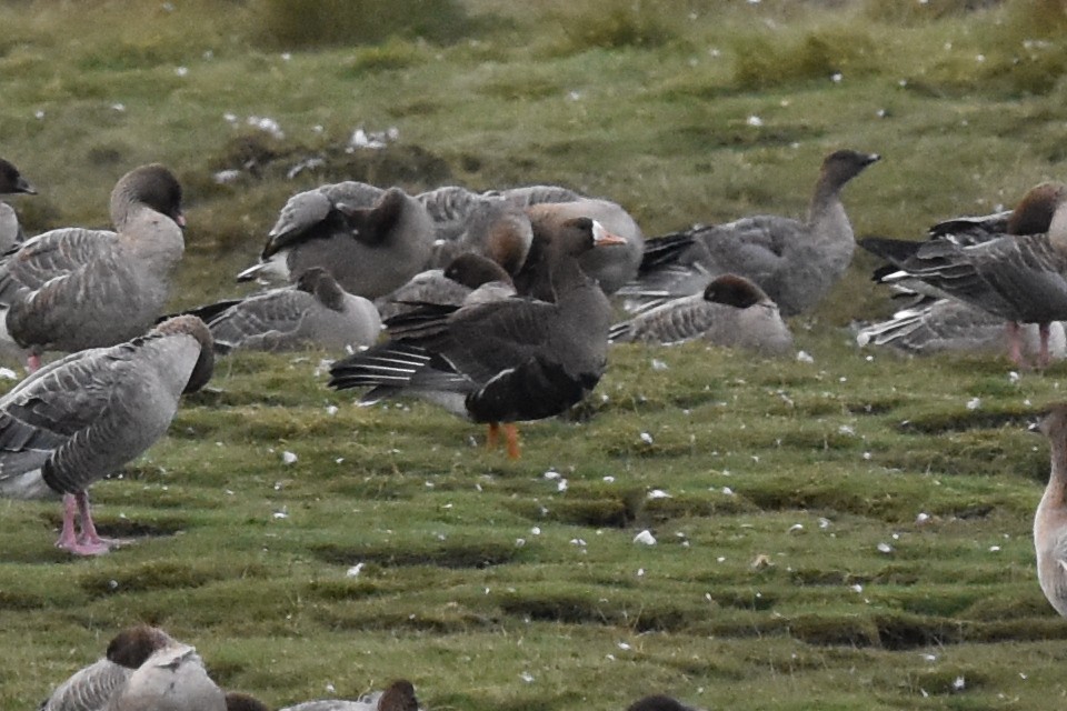 Greater White-fronted Goose (Greenland) - ML180354161