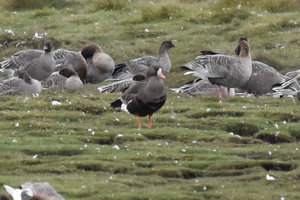 Greater White-fronted Goose (Greenland) - ML180354181