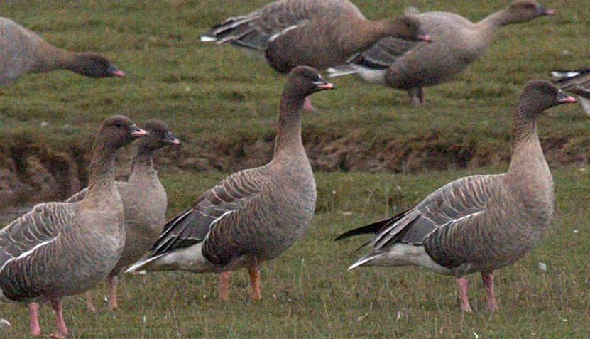 Pink-footed Goose - ML180354381