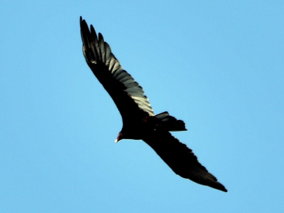Turkey Vulture - ML180354711
