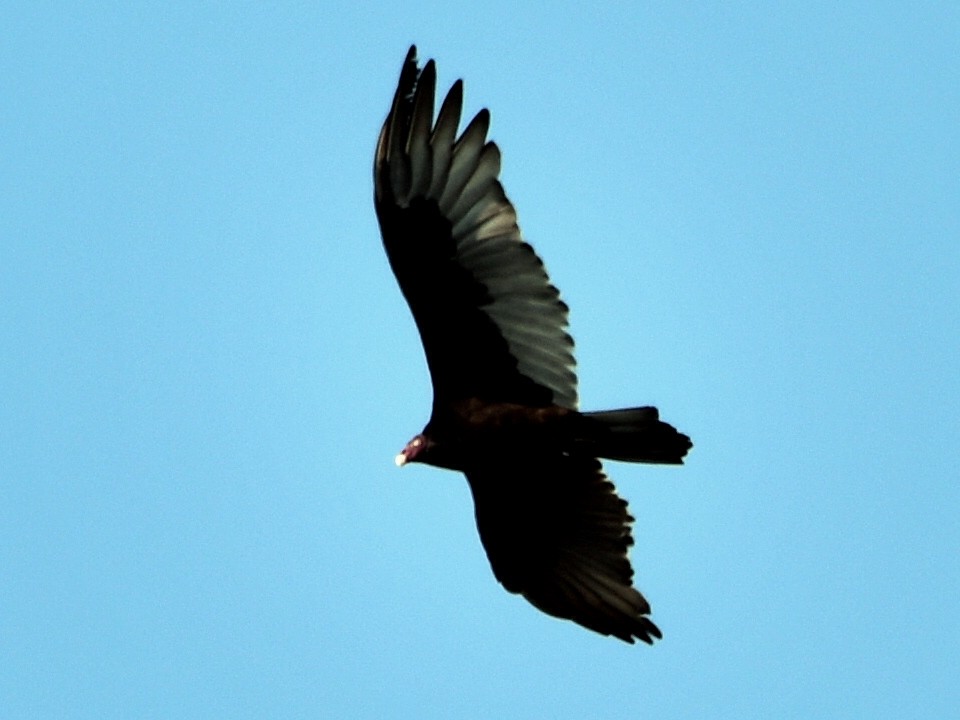 Turkey Vulture - ML180354731
