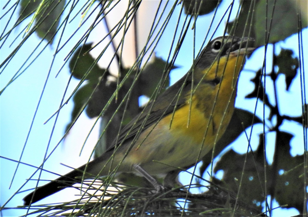 Yellow-breasted Chat - ML180358571