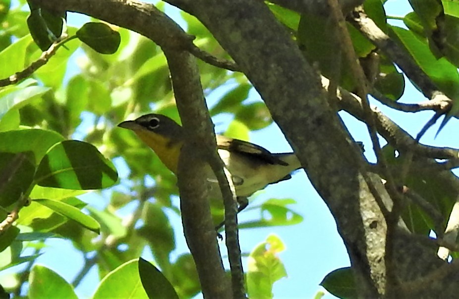 Yellow-breasted Chat - ML180358611