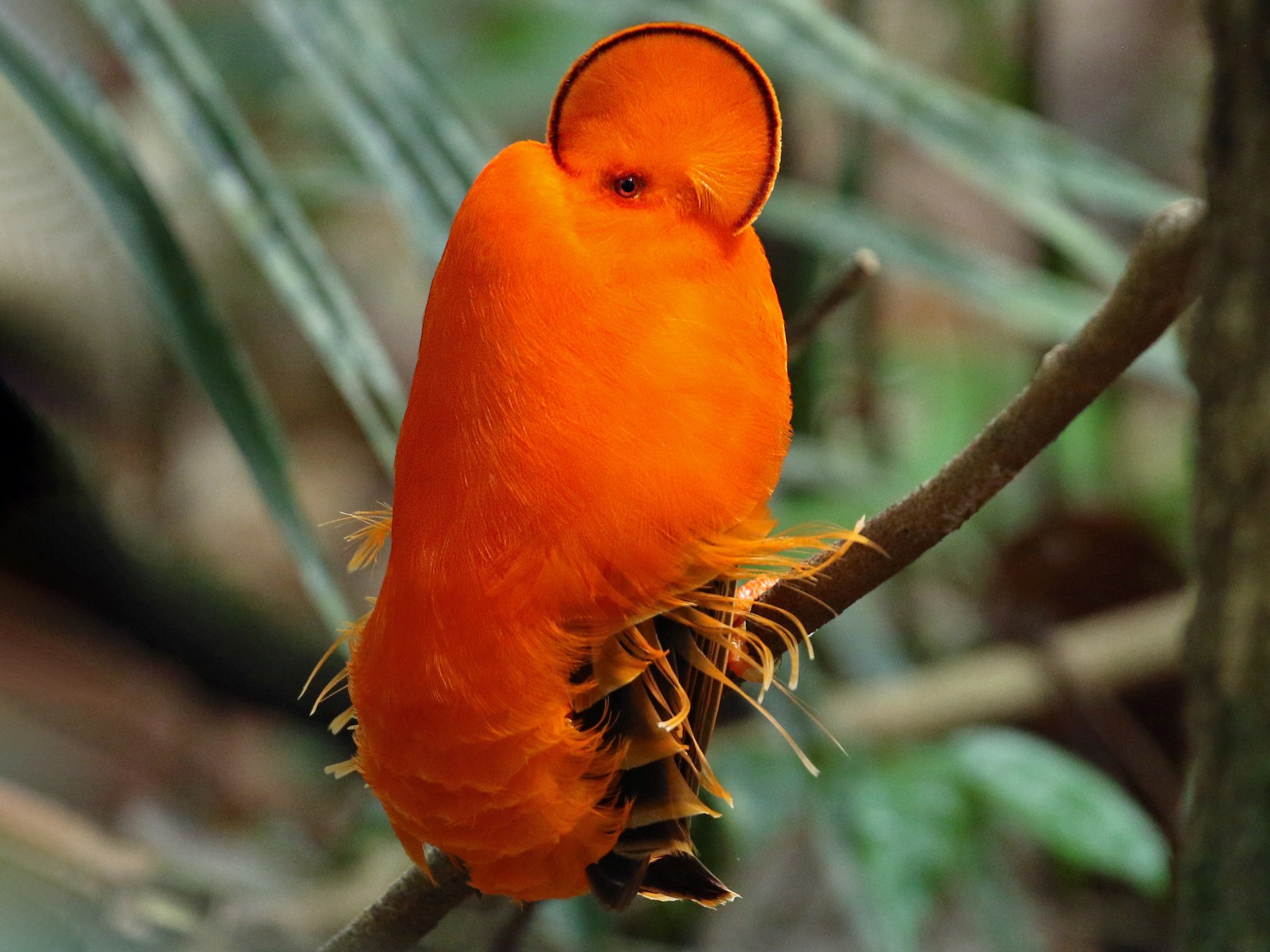 Guianan Cock-of-the-rock - Luke Seitz