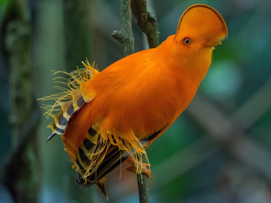 Guianan Cock-of-the-rock - eBird