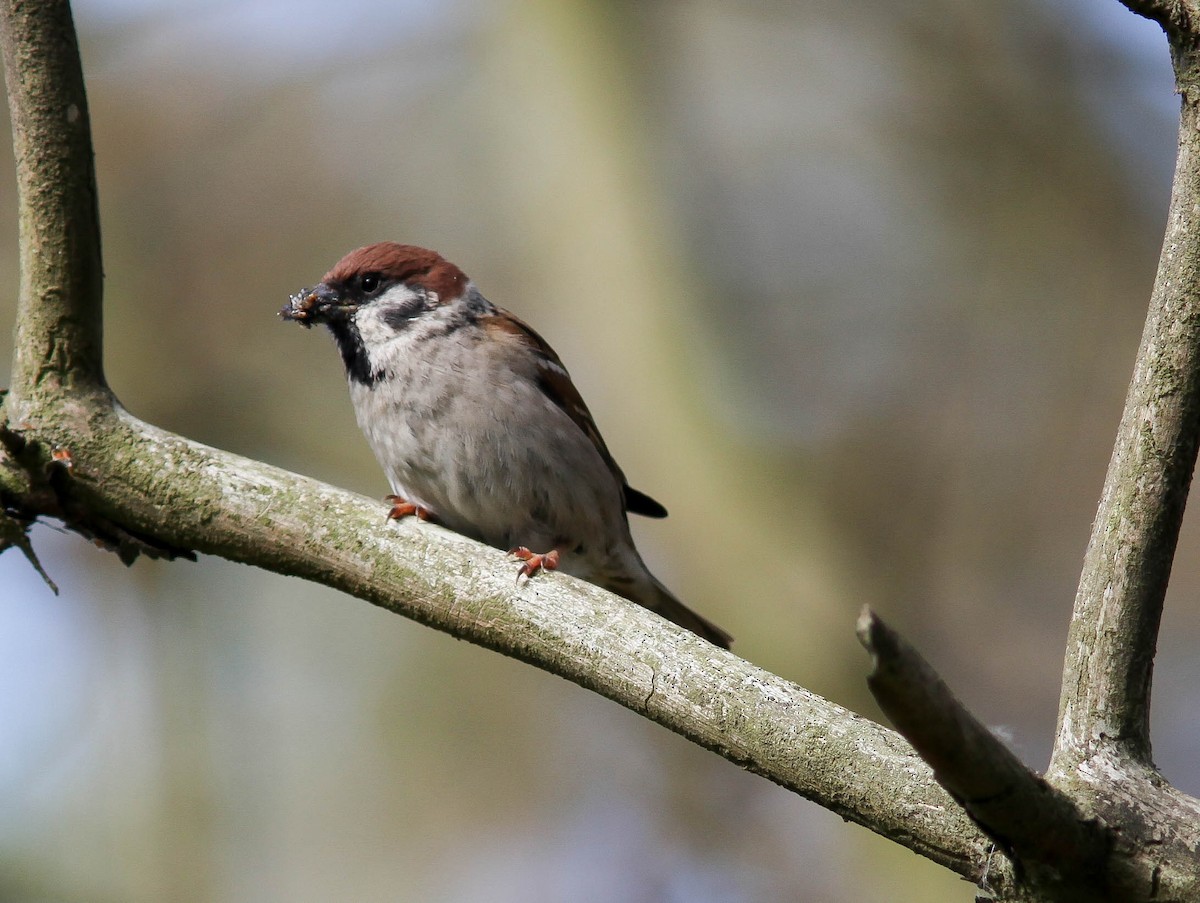 Eurasian Tree Sparrow - ML180360651