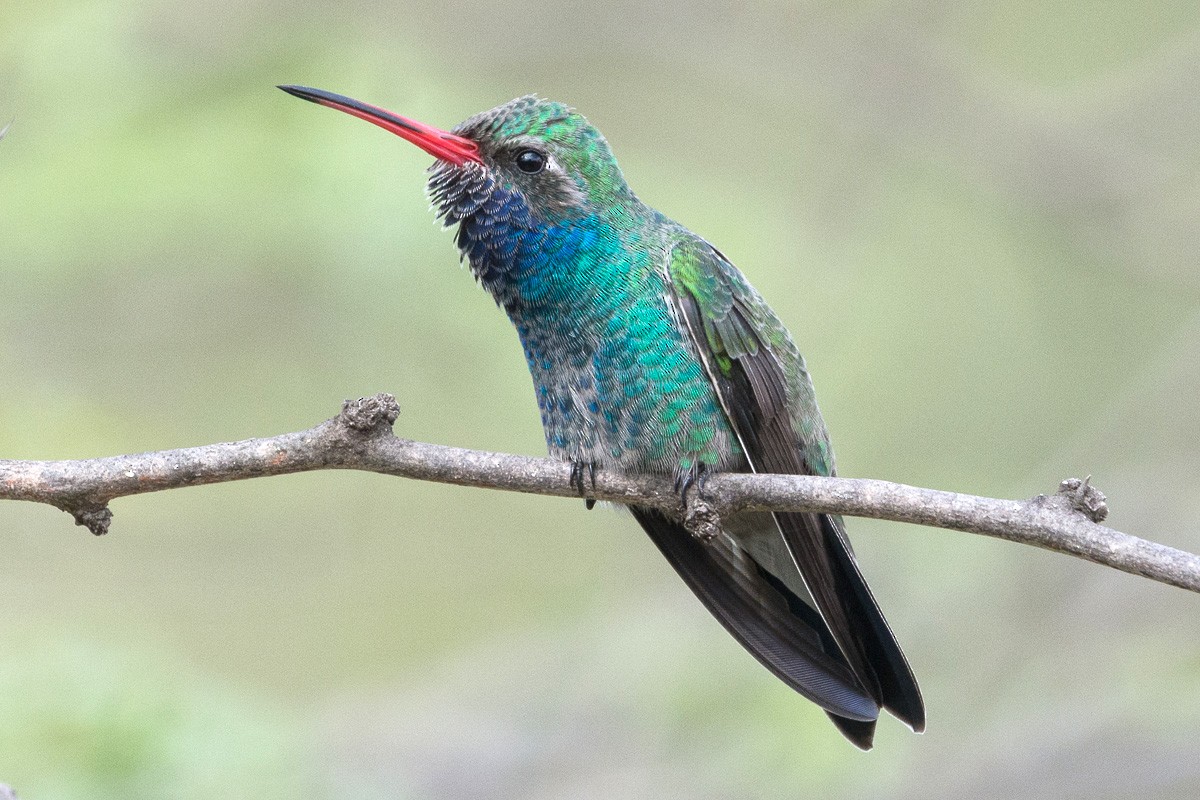Broad-billed Hummingbird - ML180362641