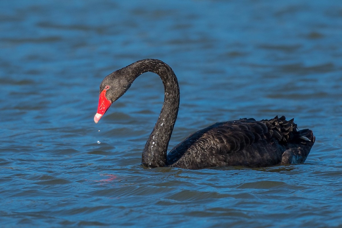 Black Swan - Terence Alexander