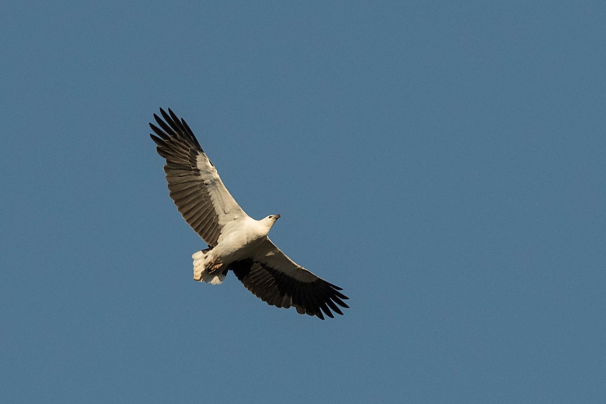 White-bellied Sea-Eagle - Terence Alexander