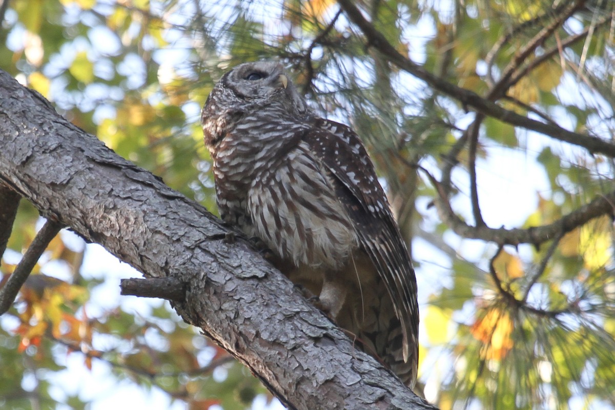 Barred Owl - Kent Fiala