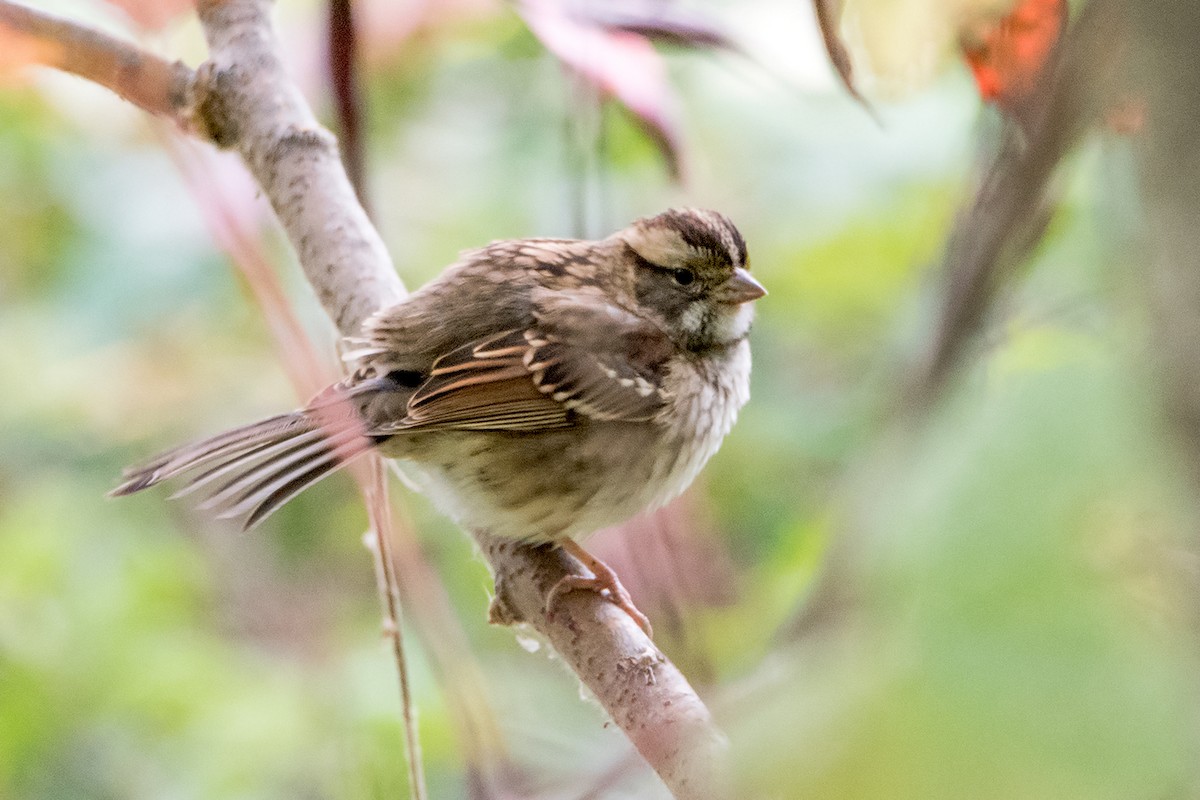 White-throated Sparrow - ML180374851