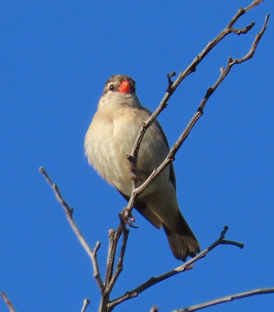 Pin-tailed Whydah - ML180376551