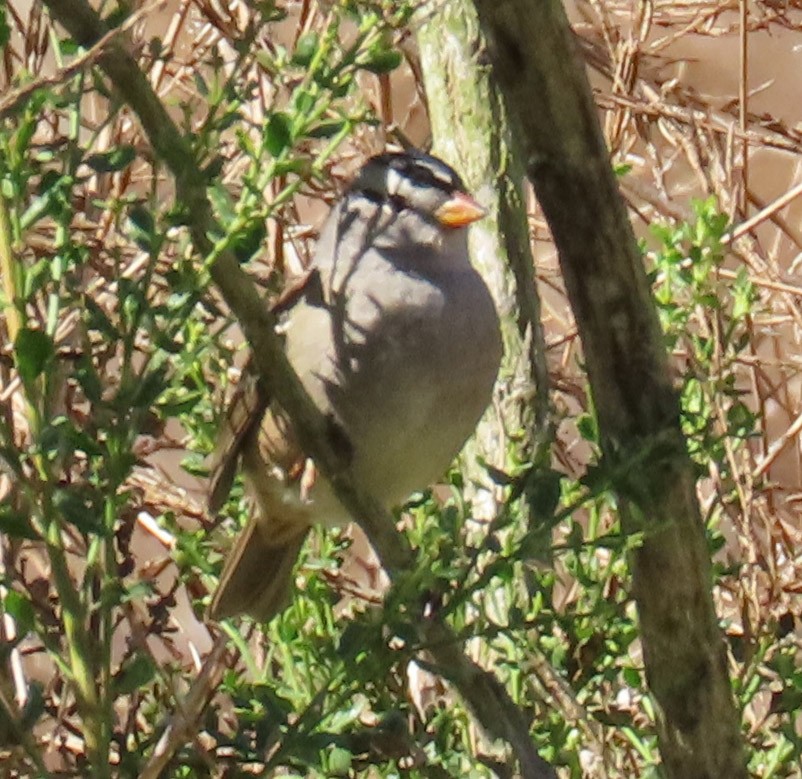 White-crowned Sparrow - ML180376631