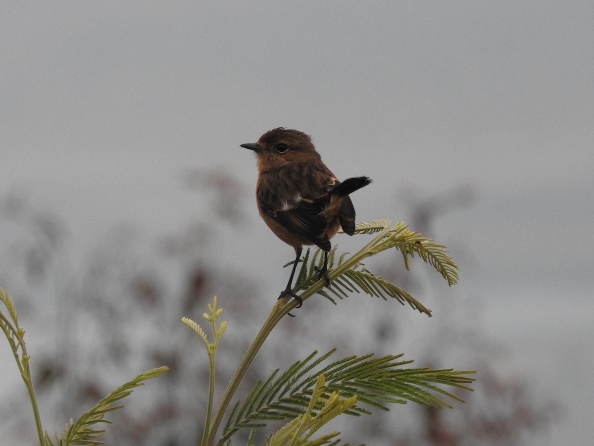 African Stonechat - River Ahlquist