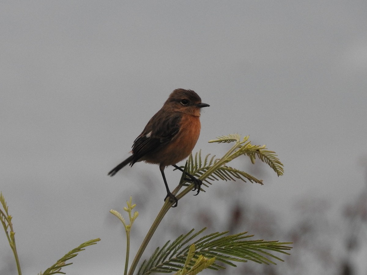 African Stonechat - River Ahlquist