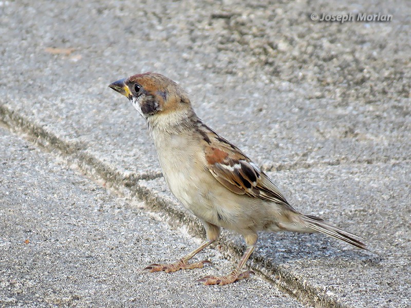 Eurasian Tree Sparrow - ML180382181