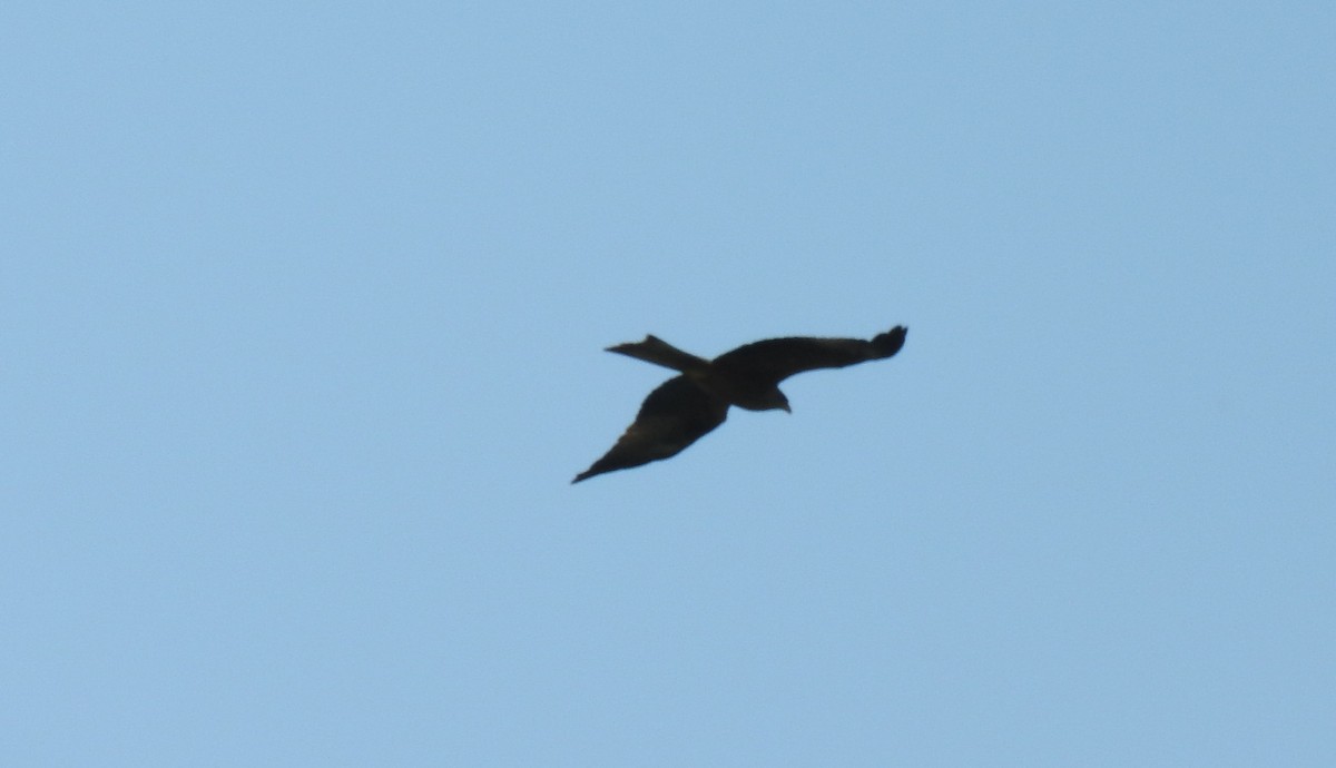 Black Kite - River Ahlquist